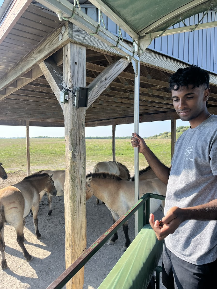 A phylogenetic tree with associated images of organisms.
